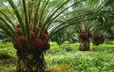 Kelapa Sawit CPO dan PKS: Tentang Kelapa Sawit dan Sejarah nya