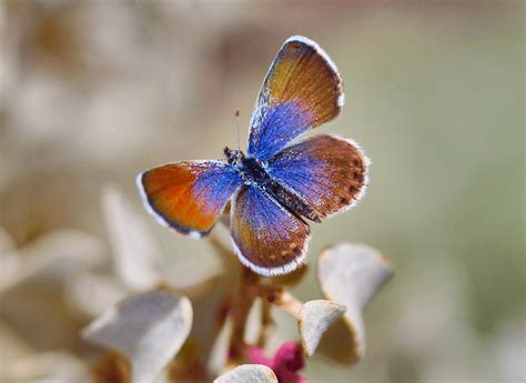 Western Pygmy Blue l Fascinating - Our Breathing Planet