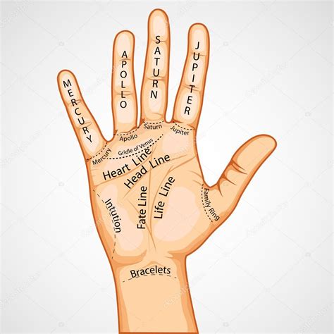 Palmistry map | Palmistry Map — Stock Vector © vectomart #5690095