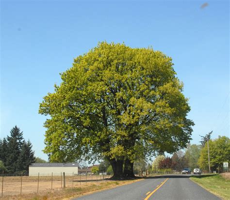 Acer macrophyllum (Big Leaf Maple, Oregon Maple) | North Carolina Extension Gardener Plant Toolbox