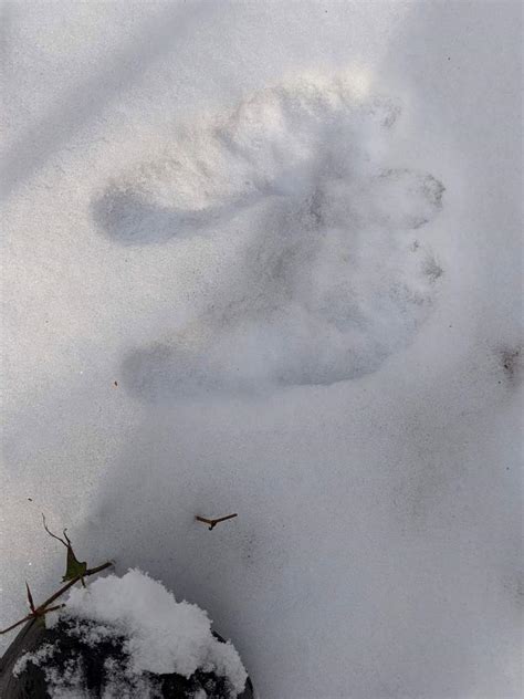 Footprints in the Snow | Outside My Window