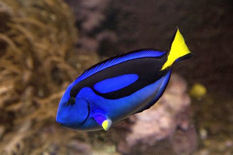 Blue tang or Regal tang or Palette surgeonfish (Paracanthurus hepatus ) . -