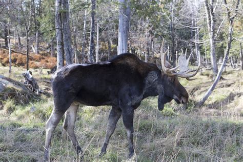 10 Most Incredible Animals in Norway