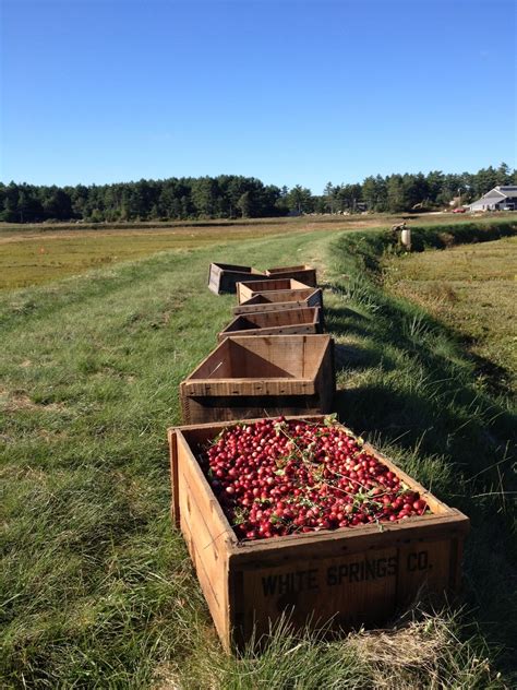 JEAN & KATE: Cranberry harvest 2012, eastern Massachusetts