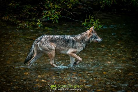 Yukon Wolf (Canis lupus pambasileus) | A Yukon Wolf (Canis l… | Flickr