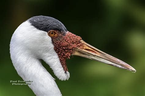 Wattled Crane in Profile Right at the Jacksonville Zoo, Fl… | Flickr