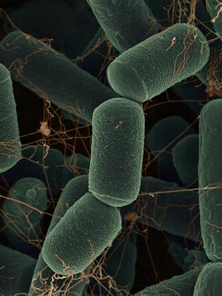 Examples of Archaea, a Tree of Life Domain | Museum of Natural History ...