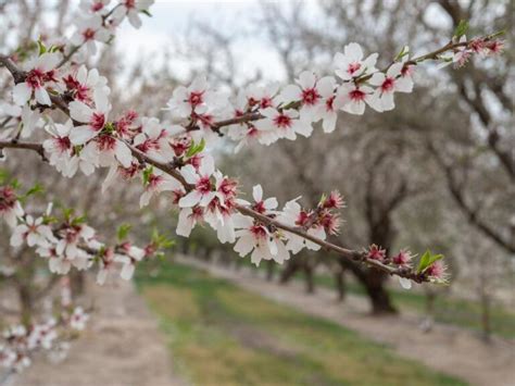 How to Experience California's Blooming Almond Orchards