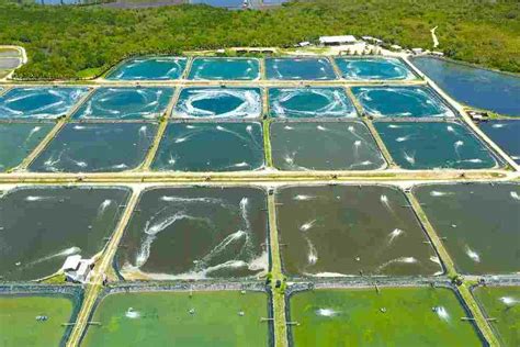 Shrimp Farming: Benefits & Potential Challenges - Fish Article