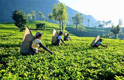 Interesting Facts About Tea Plantations | by Sri Lanka News | Medium