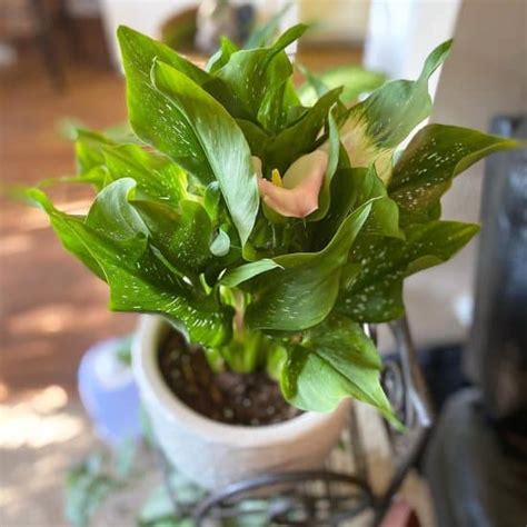 Calla Lily: Growing Indoors + 13 Care Tips! | Plantcarefully