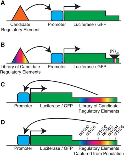 Genomic approaches for understanding the genetics of complex disease