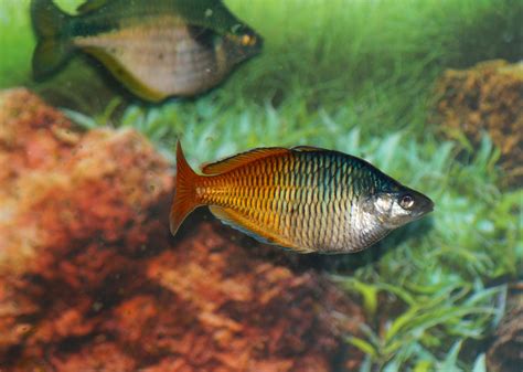 Orange Rainbow Fish Free Stock Photo - Public Domain Pictures