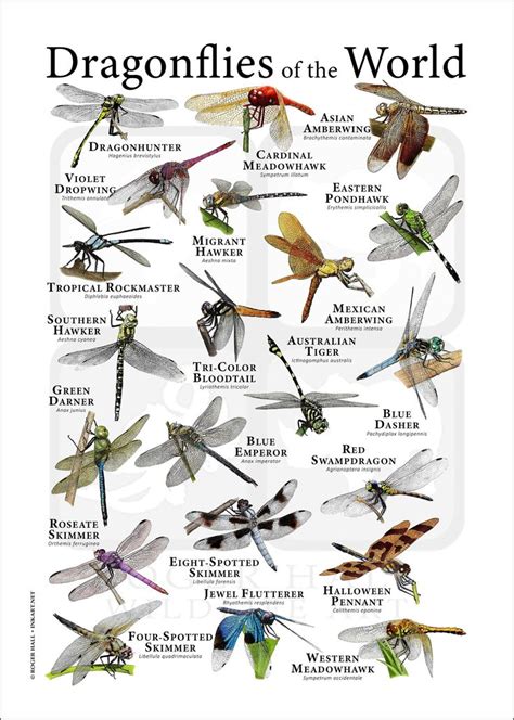 Dragonflies of the World Poster Print / Field Guide - Etsy | Types of dragonflies, Dragonfly ...