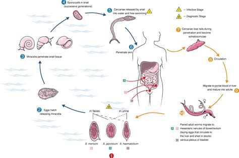 Schistosoma Mansoni Life Cycle