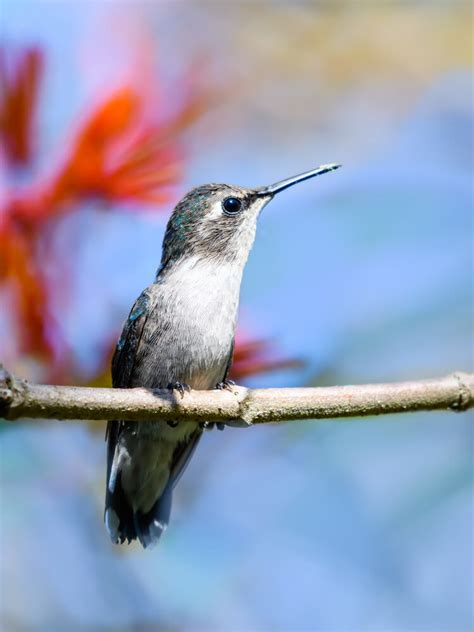 21 Incredible Facts About Bee Hummingbirds (With Pictures)