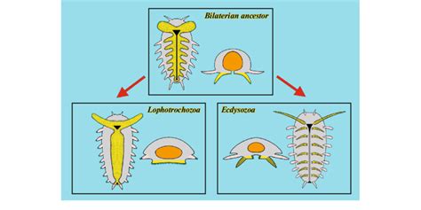 Origin of limbs of Trochozoa and Ecdysozoa. | Download Scientific Diagram