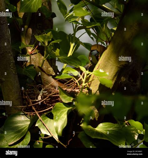 mysterious... Hawfinch ( Coccothraustes coccothraustes ), male feeding female during breeding ...