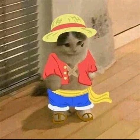 Instagram one piece all x luffy in 2022 | Cat cosplay, One piece funny, Anime cat