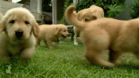 Puppy Love GIF - Dog Puppy GoldenRetriever - Discover & Share GIFs