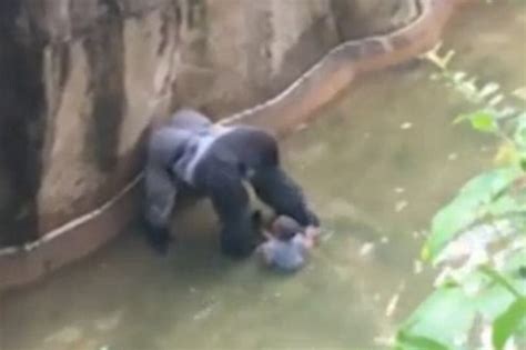 'Accidents happen': Mother of boy, 4, who fell into gorilla enclosure ...