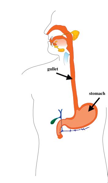 digestive-system-gullet_LWPW - Lup Wai - Parent Whisperer