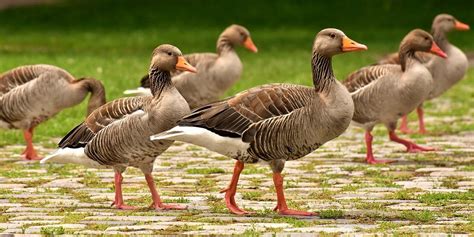 23 Types of Geese Breeds: An Overview (with Pictures) - Optics Mag