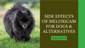 Meloxicam for Dogs Side Effects & Meloxicam Alternatives - buydogfleameds - April 2022