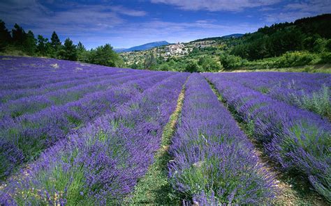 Lavender fields Provence - France