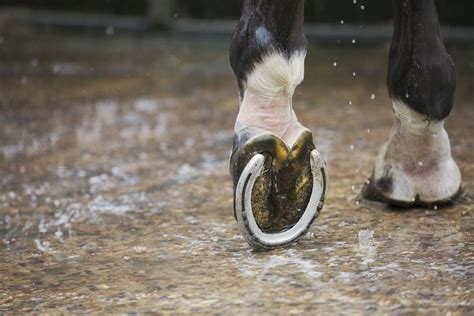 How Often Does Your Horse Need Shoeing?