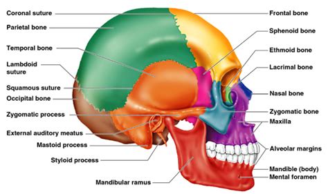 Skull (lateral view) Diagram | Quizlet