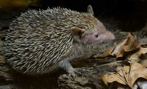 Tenrec (Lesser Hedgehog) (With images) | Hedgehog