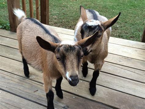 New Nigerian Dwarf Baby Goats - Summers Acres