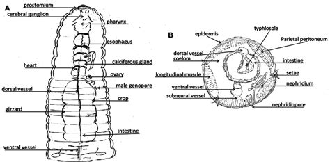 Earthworm Anatomy Model