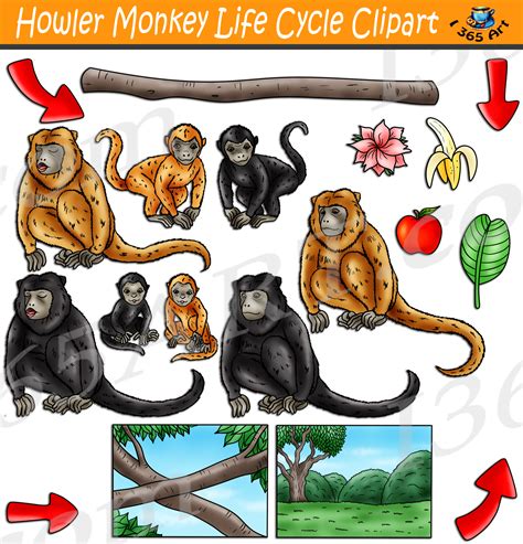 Howler Monkey Life Cycle Clipart Set Download - Clipart 4 School