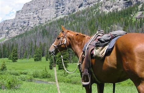 Triangle X Ranch (Moose, WY) - Resort Reviews - ResortsandLodges.com