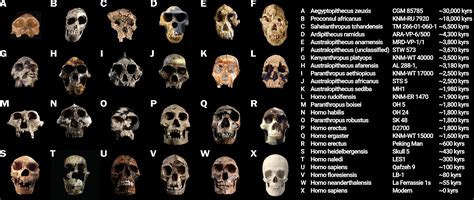 Helpful graphics I made showing some fossils (mostly hominid), ordered ...