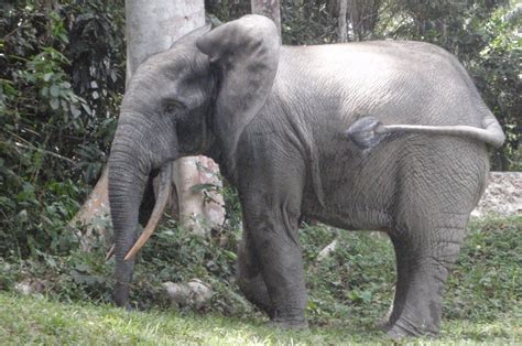 African Forest Elephant - Conservation Report - Conjour