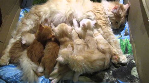 Kittens sleeping with mom. - YouTube