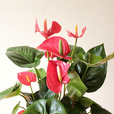 Anthurium- 6" Floral Arrangement in Austin, TX | Ben White Florist