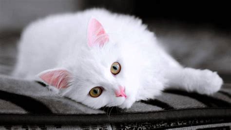 50+ White Cat Wallpaper Cute - Furry Kittens