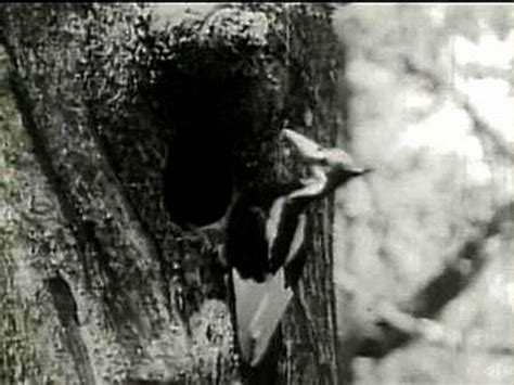 Ivory-billed Woodpecker Granted 6-month Reprieve From U.S. Extinction List | IBTimes