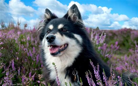 Dog, spotted, grass, flowers wallpaper | nature and landscape ...