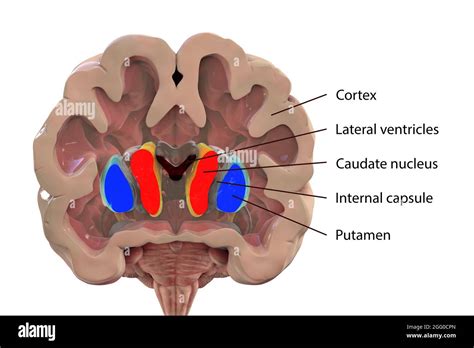 Illustration of the basal ganglia showing the caudate nucleus (red), putamen (blue), and lateral ...