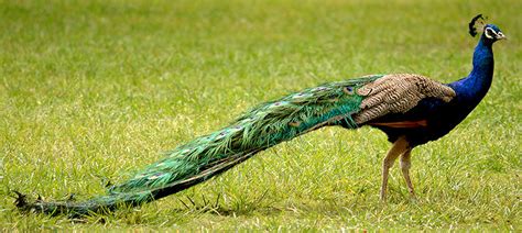 Weekly Bird: Indian Peafowl – Be Your Own Birder