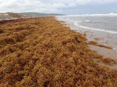 Massive Quantities of Pelagic Sargassum Washing Up Along Caribbean Shorelines - Roffer’s Ocean ...