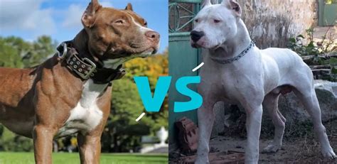 Pitbull vs Dogo Argentino: Discover the Key differences!