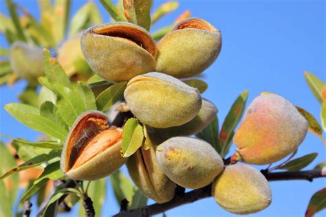 How and When to Prune Almond Trees | Gardener’s Path