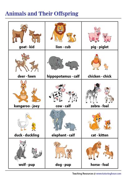 Animals and Their Offspring Chart