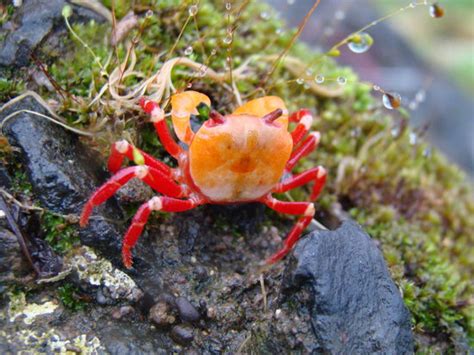 BABY CRAB - Picture of Mahabaleshwar, Satara District - TripAdvisor